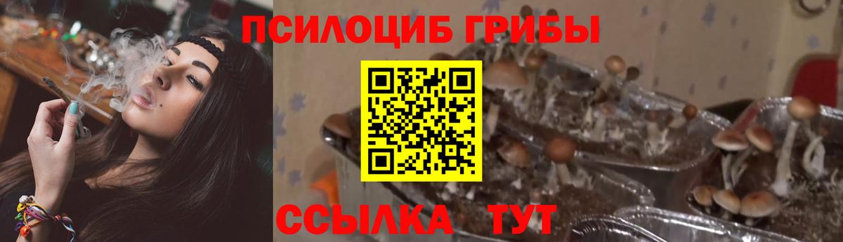 Ульяновск  Псилоцибиновые грибы мухоморы  Вход с VPN  Галлюциногенные грибы Psilocybe 